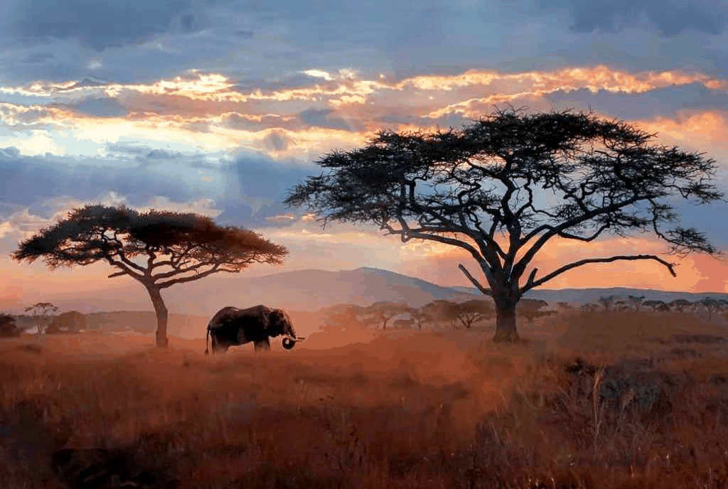 how to plan a serengeti migration safari from arusha